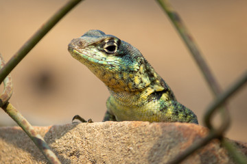 lizard on rock