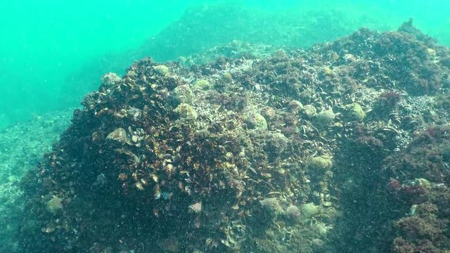 Large clusters of Rapana venosa on pitfalls with mussels. Fauna of the Black Sea.