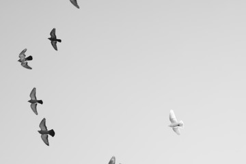 Bird pigeons fly in the sky. Black and white photo. Copy space