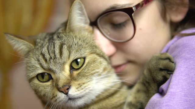 A young woman in glasses presses a cat to her face. British breed cat hugs with a woman. Slow motion