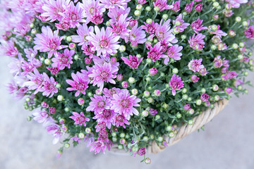 Light lilac chrysanthemum flowers close up. Floral background.