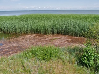 Schilf an der Küste der Kurischen Nehrung