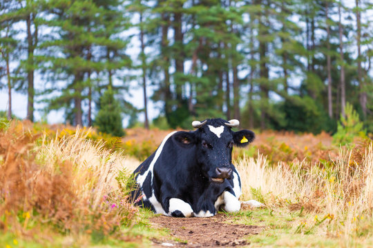Cow block