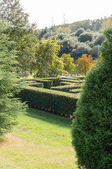 A labyrinth of green but yellowing bushes in a park with many trees and vegetation