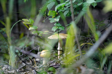 Mushrooms in the forest