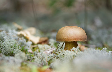 Mushrooms in the forest