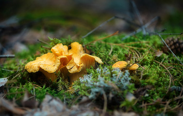 Mushrooms in the forest