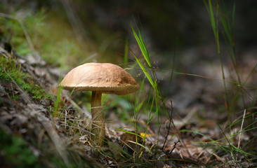 Mushrooms in the forest