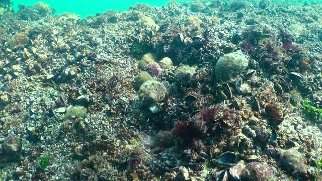 Large clusters of Rapana venosa on pitfalls with mussels. Fauna of the Black Sea.
