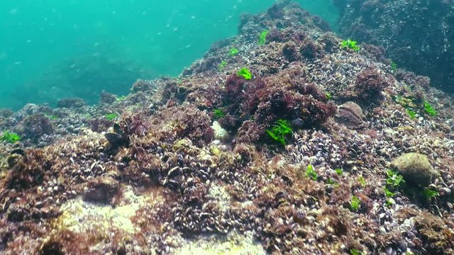 Large clusters of Rapana venosa on pitfalls with mussels. Fauna of the Black Sea.