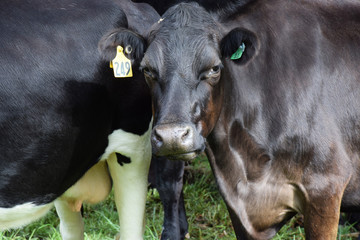 Healthy cows standing in a field on a farm, with ear tags, looking at the camera