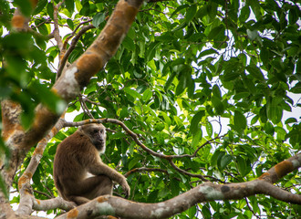 monkey on a tree
