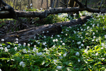 Spring wild white flowers - wood anemone, windflower