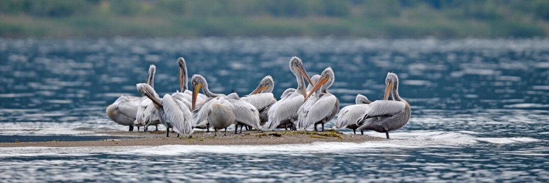 Krauskopfpelikane (Pelecanus crispus) rasten auf einer Sandbank am Prespa-See - Dalmatian pelicans in Prespa National Park