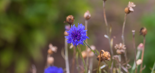 closeup of beautiful blue flower in garden