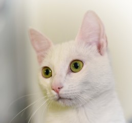 Fototapeta premium cat on black background