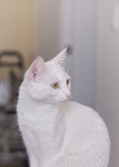 Fototapeta premium cat with blue eyes
