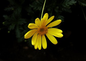 yellow flower on green background