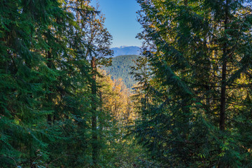 Looking Through Trees to North Shore Mountains from TransCanada Trail at Burnaby Mountain - Fall