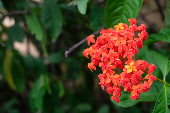 orange colored ixora javanica rubiaceae in cambodia