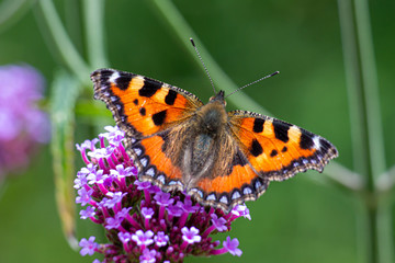 Butterfly on the flower.
