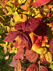 Beautiful plant with colorful leaves in the park