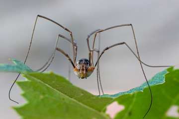 Spider in United Kingdom