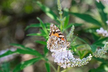 a butterfly landing on a flower at nature