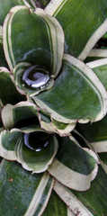 Tank bromeliad filled with water