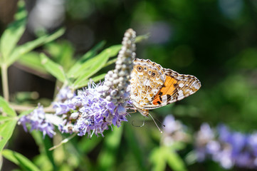 a butterfly landing on a flower at nature