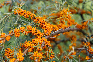 Sea-buckthorn bright orange berries on a bush