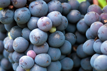 close up of natural organic black grape on the wineyard. grapes in all shades of blue, purple and green