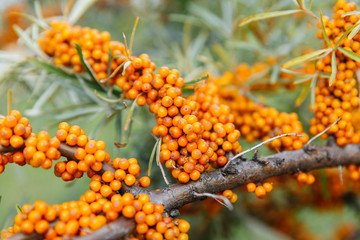 Sea-buckthorn bright orange berries on a bush