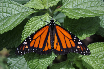 monarch butterfly visiting a flower
