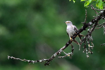 Kuckuck (Cuculus canorus) - Common cuckoo / cuckoo