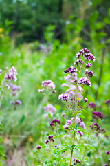 Wild oregano flowers in a summer meadow