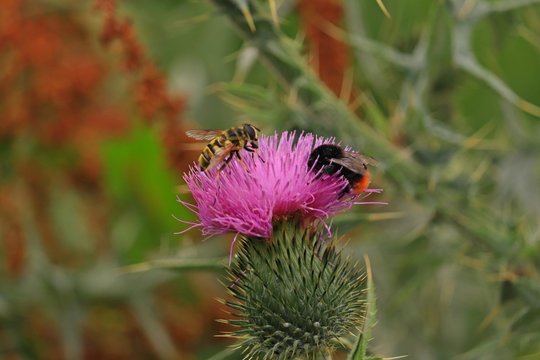 Biene und Hummel auf Blüte