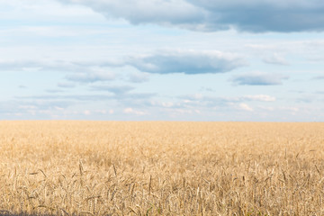 A large field of rye and wheat against the sky