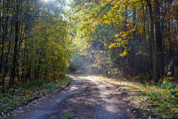 Fototapeta na wymiar The rays of the sun break through the foliage. Morning in the autumn forest