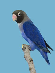 Lovebird colorfull perched in softbox