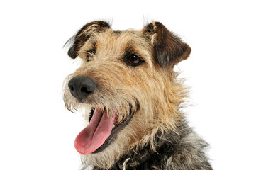 Portrait of an adorable mixed breed dog looking satisfied