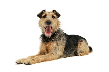An adorable mixed breed lying and looking curiously at the camera