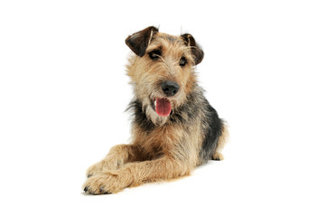 Studio shot of an adorable mixed breed lying and looking curiously