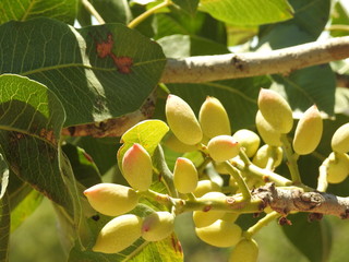 pistachio