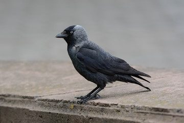 Jackdaw on a stone enclosure on a blurred background. Side view, close-up