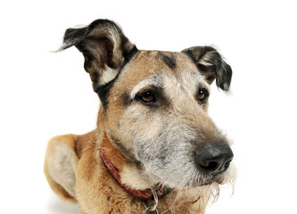 Studio shot of an adorable mixed breed dog lying and looking curiously