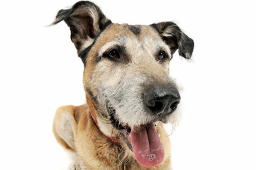 Studio shot of an adorable mixed breed dog lying and looking satisfied