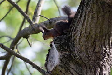 Eichhörnchen © Laís Milena Dias