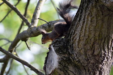 Eichhörnchen © Laís Milena Dias