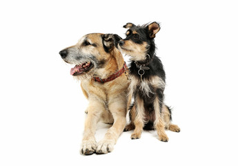 Studio shot of two adorable mixed breed dog sitting and looking curiously